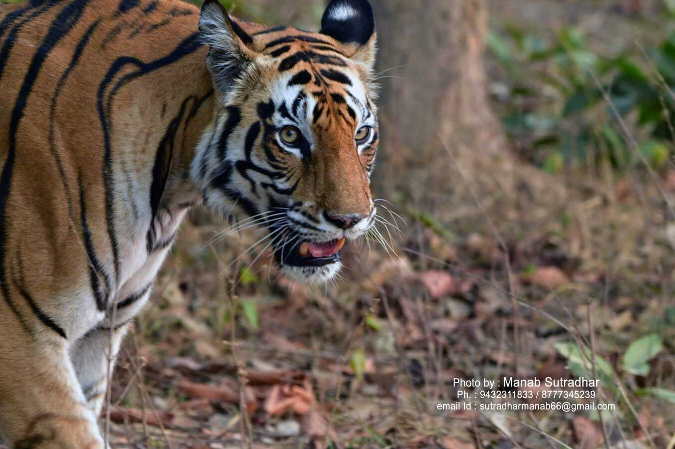 Bandhabgarh Tiger