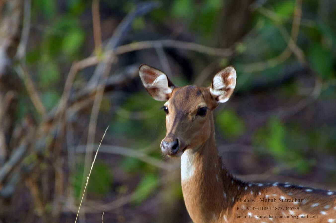 Fauna